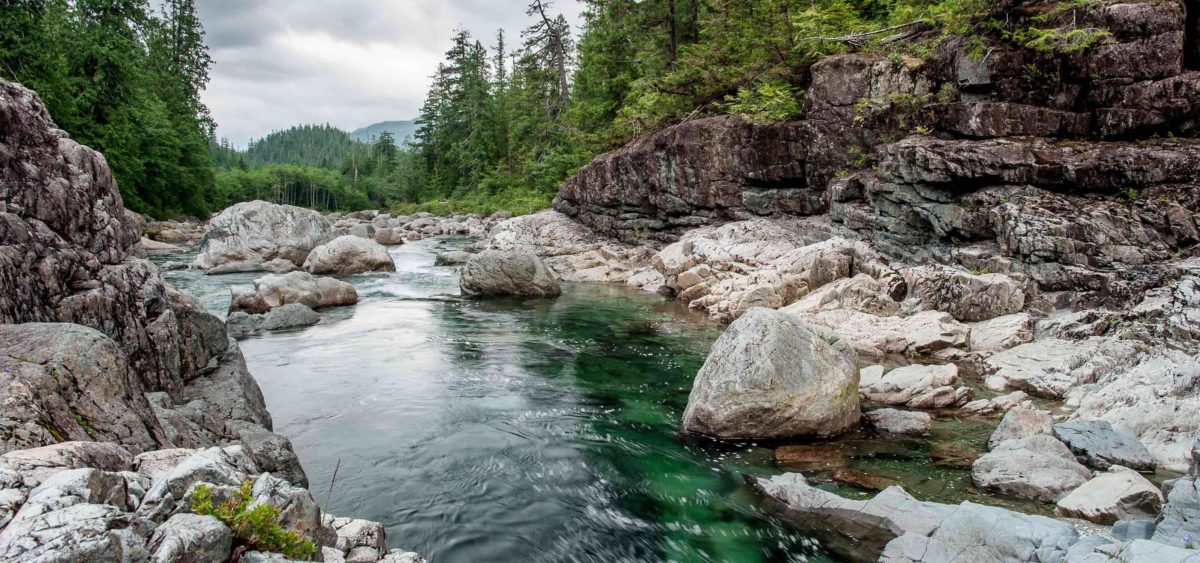 Vancouver Island's stunning forests.
