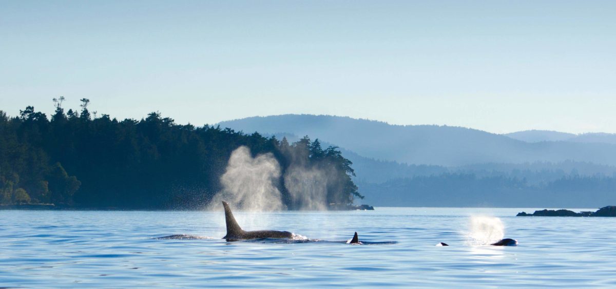 Majestic orca whales inhabit the beautiful waters of the San Juan Islands.