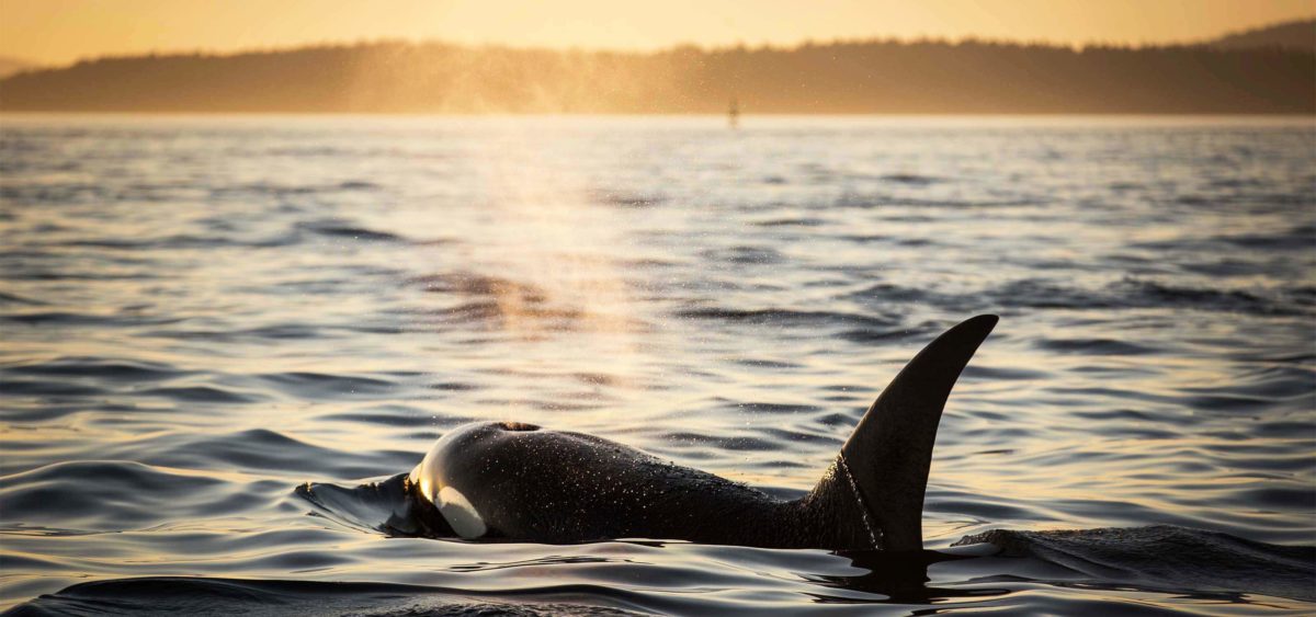 Seattle Whale Watching