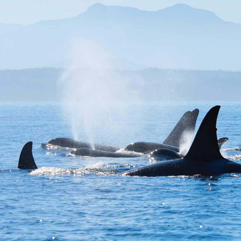 San Juan Island Whale Watching from Friday Harbor