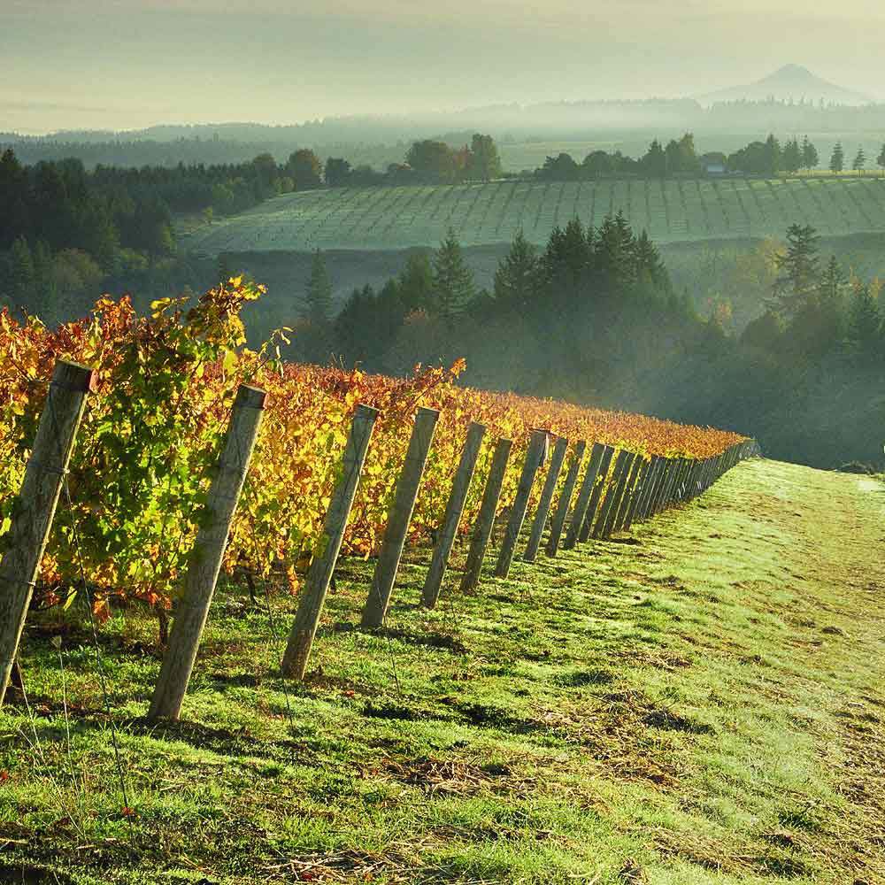 Portland Wine Tour to Willamette Valley
