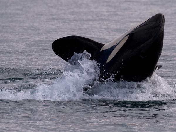 Sunset Whale Watching Tour