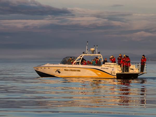 Eagle Wing Victoria Whale Watching Sunset Tour