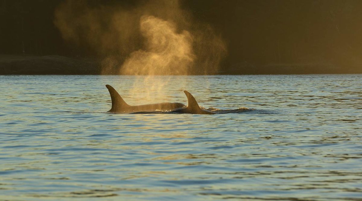 A pair of Bigg's killer whales cruises through the Salish Sea